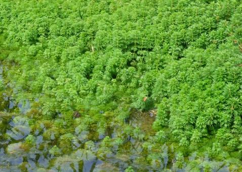 オオフサモの群生 オオフサモの群生の写真