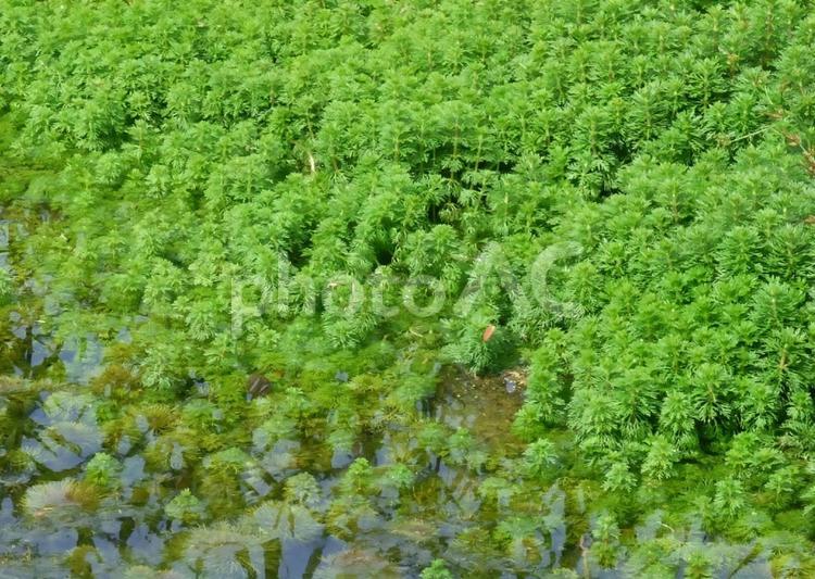 オオフサモの群生 グリーン,水草,自然の写真素材