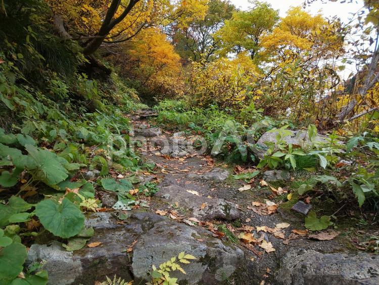紅葉と登山道 紅葉,登山道,葉の写真素材