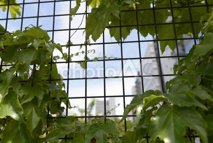 有楽町から新富町へお散歩コース 葉,植物,栽培の写真素材