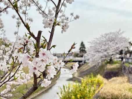 桜と川 桜と川の写真