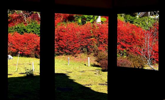 ドウダンツツジ3 ドウダンツツジ,赤い,紅葉の写真素材