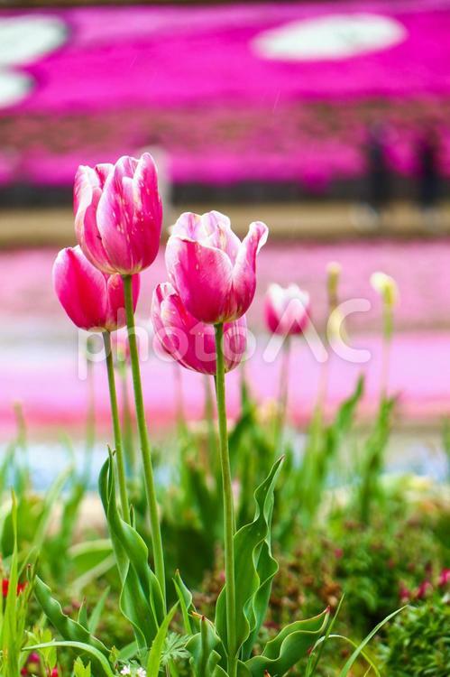 芝桜をバックにしたピンクのチューリップ 自然,花,チューリップの写真素材