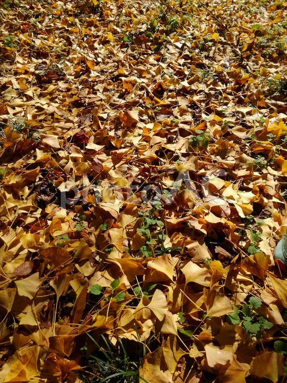 いちょうの葉　落葉 紅葉,秋,葉の写真素材