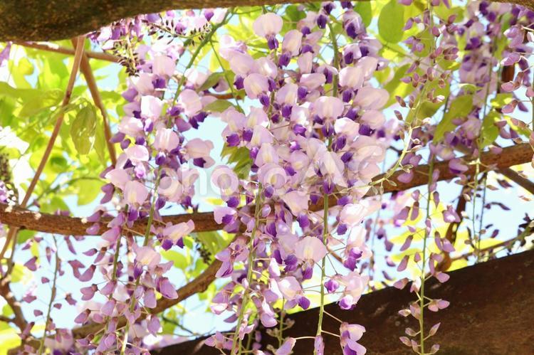 藤棚の藤の花　９ 藤,藤の花,藤棚の写真素材