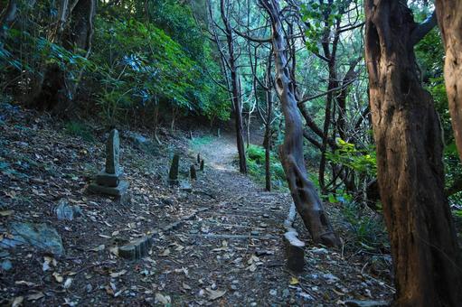 愛媛県伊方町　番匠鼻への道 番匠鼻,道,歩道の写真素材