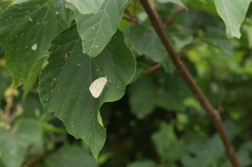 葉っぱの上にいるモンシロチョウ2の写真