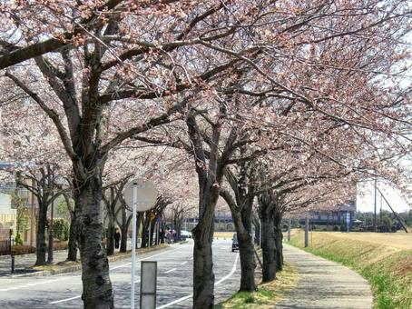 桜の並木道-15 桜,木,幹の写真素材