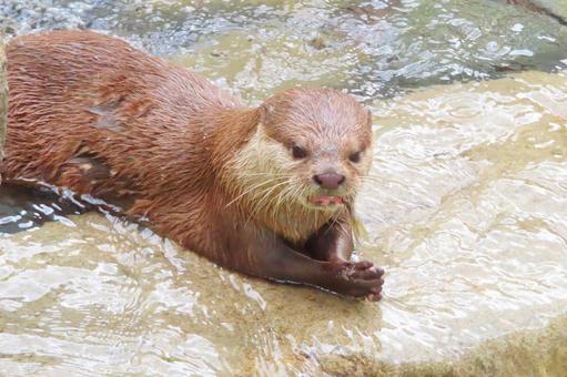 餌を食べるコツメカワウソ 餌を食べるコツメカワウソの写真