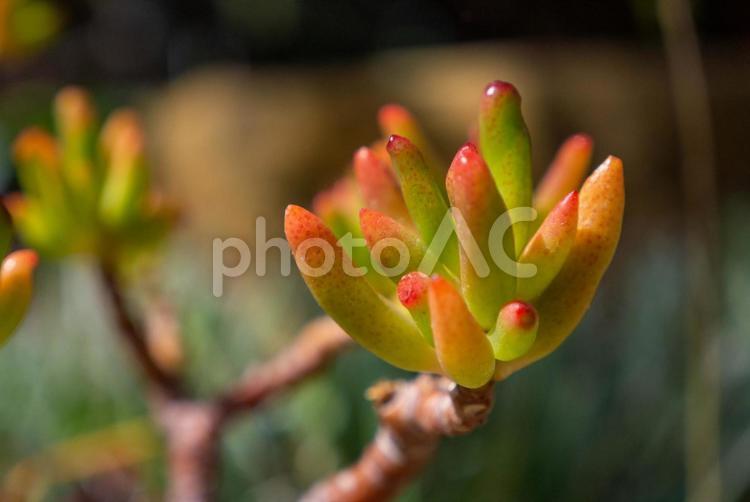 多肉植物　瑠璃殿 砂漠,温室,緑花センターの写真素材