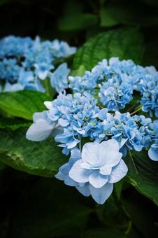 Hydrangea, JPG