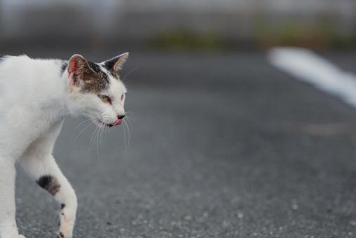 一点を見つめて歩く牛柄猫 牛柄猫,cawcat,ハチワレ猫の写真素材