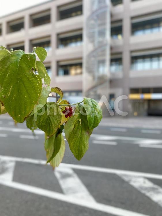 木の実 木の実,植物,実の写真素材