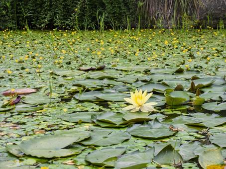 静かな池に咲く黄色いスイレン 静かな池に咲く黄色いスイレン 睡蓮,花,池の写真素材