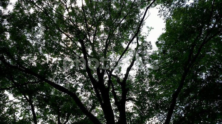 木漏れ日 木々,木の間,木漏れ日の写真素材