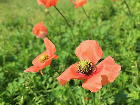 Bright poppy season, poppy, orange, flower, JPG