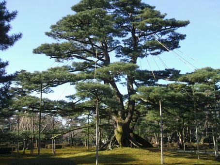 兼六園の巨大松 兼六園の巨大松の写真