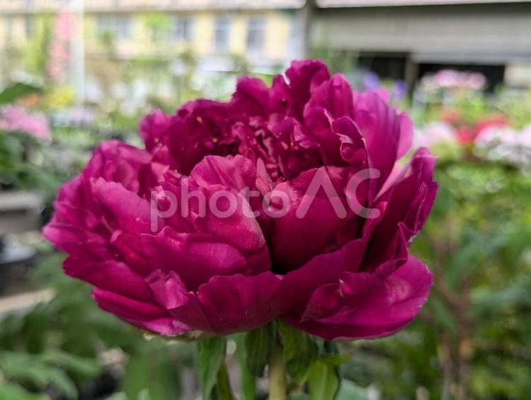 鮮やかな牡丹 牡丹,花,はなの写真素材