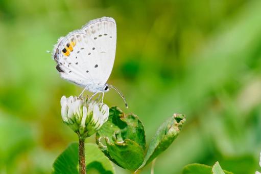 Photo, early summer, butterfly, short-tailed blue, 