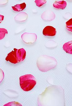 赤とピンクのバラ花びらイメージ素材 花,赤,バラの写真素材