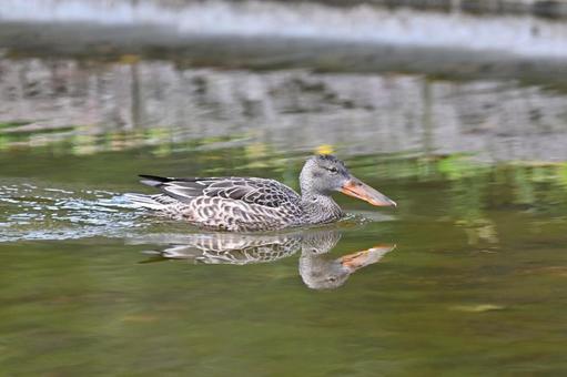 ハシビロガモの写真