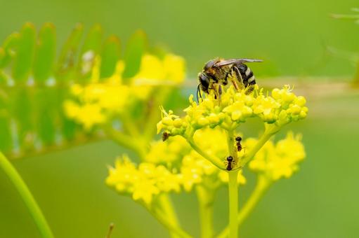 ヤノトガリハナバチ⑸ ヤノトガリハナバチ⑸の写真