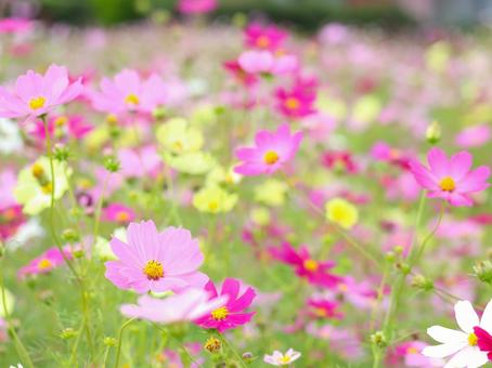 Cosmos, JPG