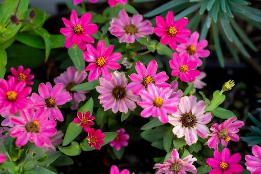 秋の可愛い草花　ジニア ジニア,植物,草の写真素材