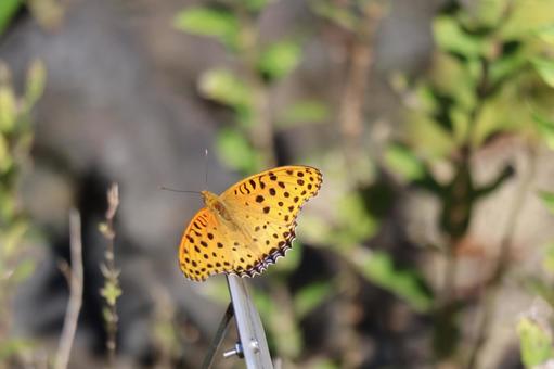 ツマグロヒョウモンのアップの写真