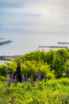 北海道 浦河 ルピナスの丘 北海道 浦河 ルピナスの丘の写真