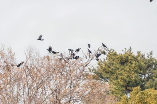 木々に群れるカラスたち 木々に群れるカラスたちの写真