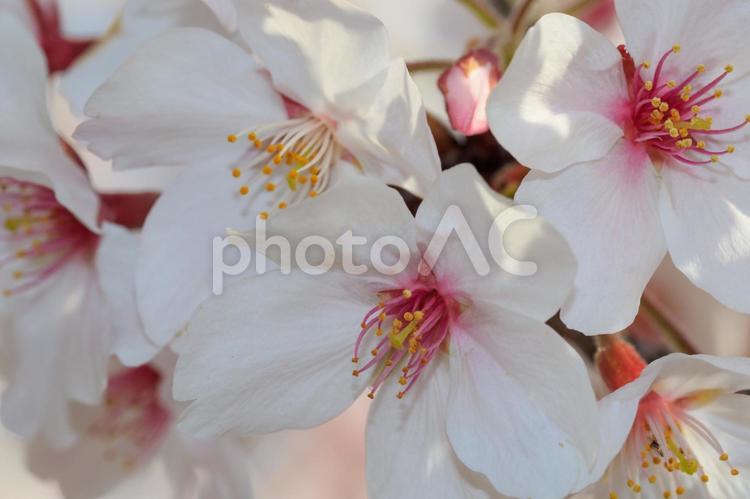 町田市、恩田川沿いの桜 桜,サクラ,さくらの写真素材