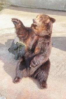 【熊本県】阿蘇カドリー・ドミニオン 熊,哺乳類,動物園の写真素材