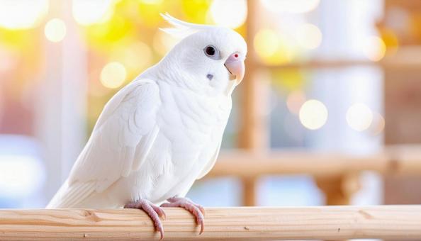 白くてふわふわの羽毛に包まれたオウムの写真