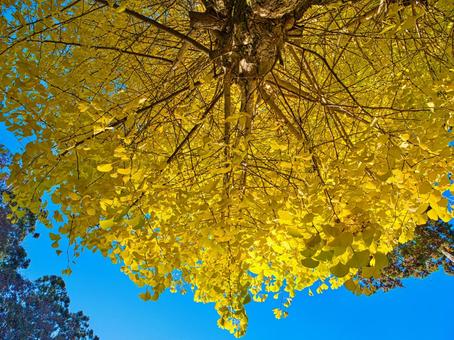 銀杏 銀杏,イチョウ,いちょうの写真素材