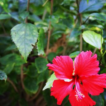 鮮やかなハイビスカスの写真