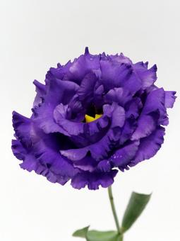 紫色のトルコキキョウの花 紫色のトルコキキョウの花 花,トルコキキョウ,リシアンサスの写真素材
