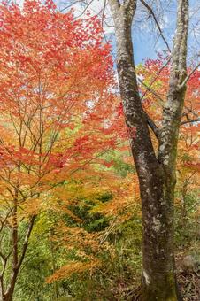 Red leaves and dead trees in autumn, JPG
