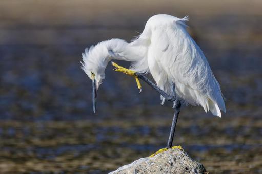 足の爪で顎を掻くコサギ コサギ,小鷺,シラサギの写真素材