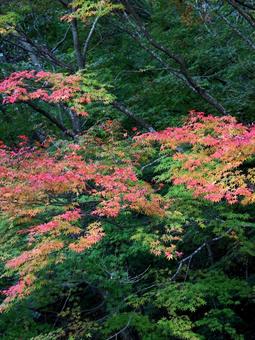 色づき始めたイロハモミジ イロハモミジ,カエデ,紅葉の写真素材