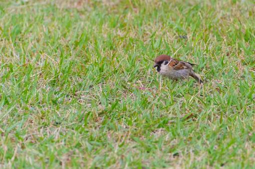 すずめ すずめ すずめ,鳥,スペースの写真素材