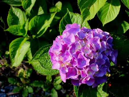 日本の花 日本の花 アジサイ,紫陽花,ガクアジサイの写真素材