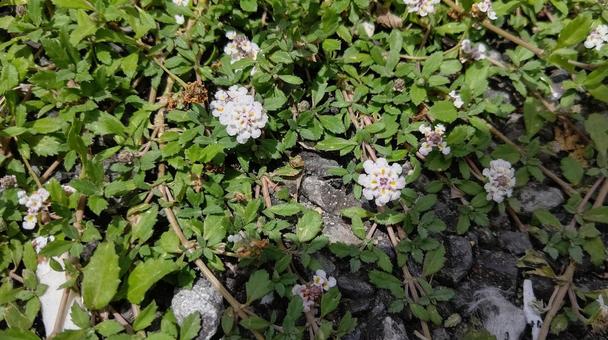 道端の草花 道端の草花の写真