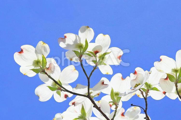 ハナミズキ　花水木のかわいい白い花 花水木,ハナミズキ,花びらの写真素材