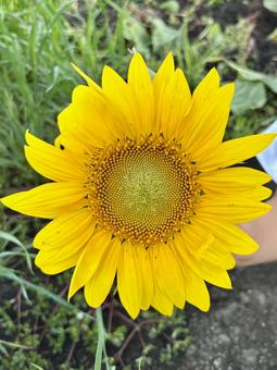 子どもが手に持つひまわりの花 子どもが手に持つひまわりの花の写真