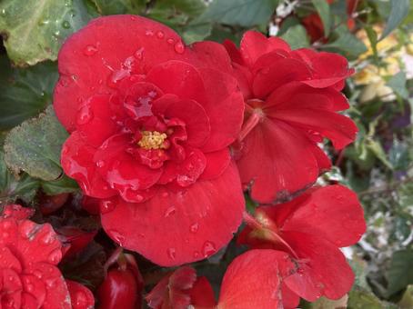 Photo, begonia, fortune begonia, flower, 