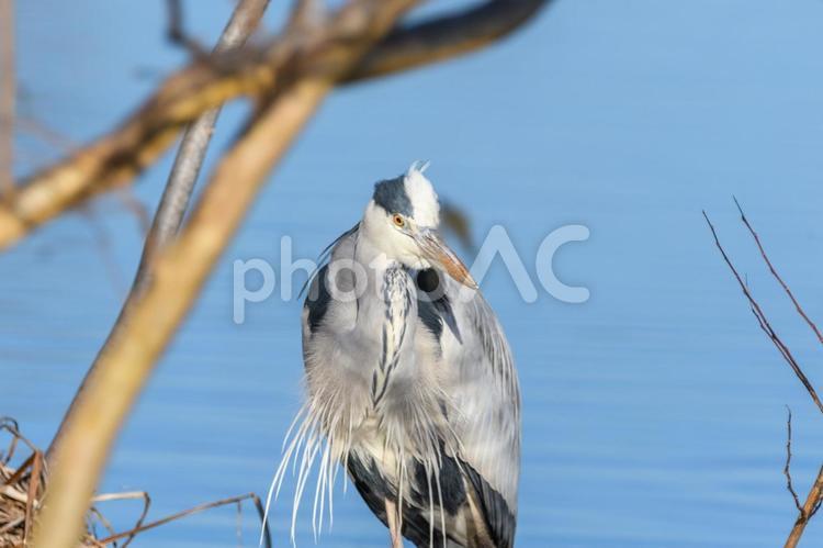 湖畔のアオサギ アオサギ,水鳥,湖の写真素材