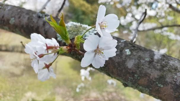 桜 桜の写真