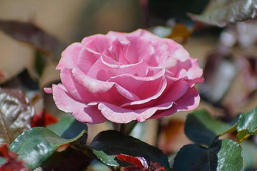 荒牧バラ園34 ラブ・ポーション 荒牧バラ園34 ラブ・ポーション 兵庫県,荒牧バラ園,初夏の写真素材