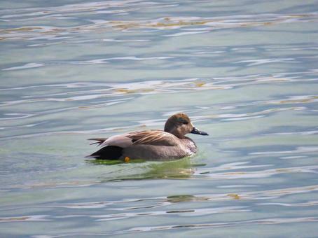 Photo, okayoshigamo, gadwall (anas strepera), bird, 